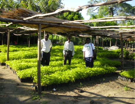 Trees of hope nursery